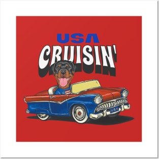 Funny and cute Rottweiler Rottie dog driving a classic car cruising the USA Posters and Art